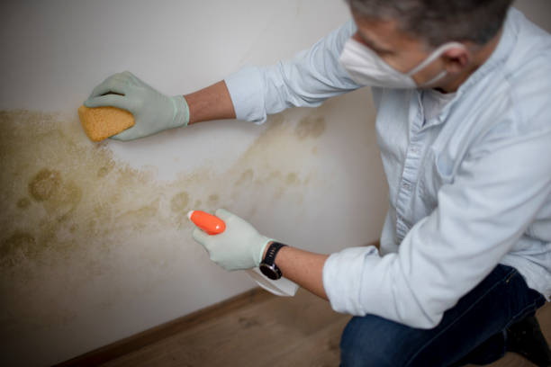 Best Mold Testing and Inspection Services in Hyde Park, UT