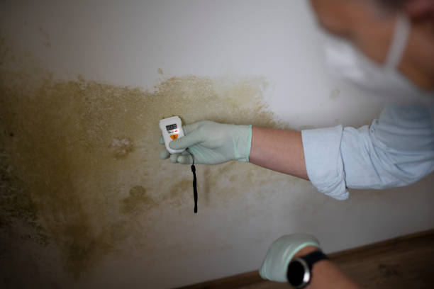 Best Emergency Mold Remediation in Hyde Park, UT