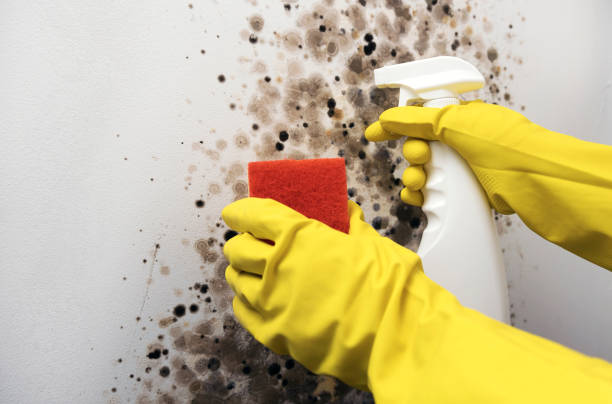 Best Commercial Mold Remediation in Hyde Park, UT