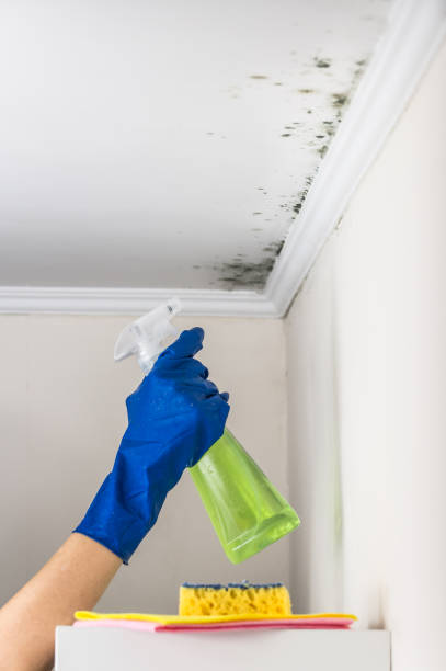 Best Health and Safety Mold Remediation in Hyde Park, UT